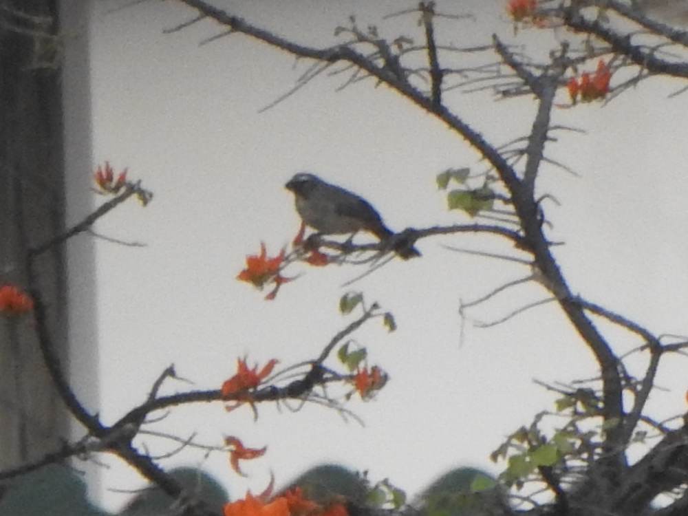 Olive-gray Saltator - ML646967405