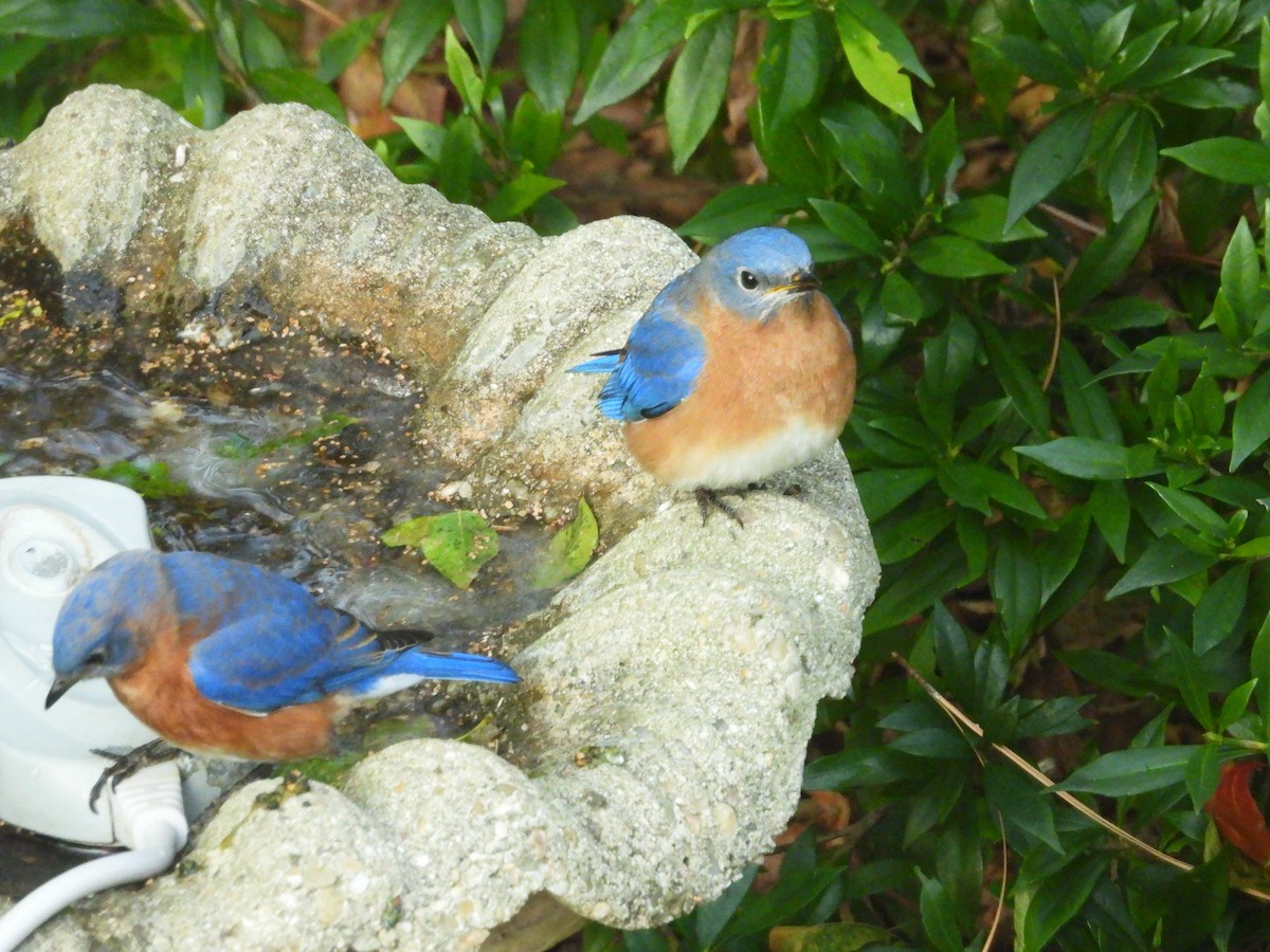 østblåfugl - ML646967406