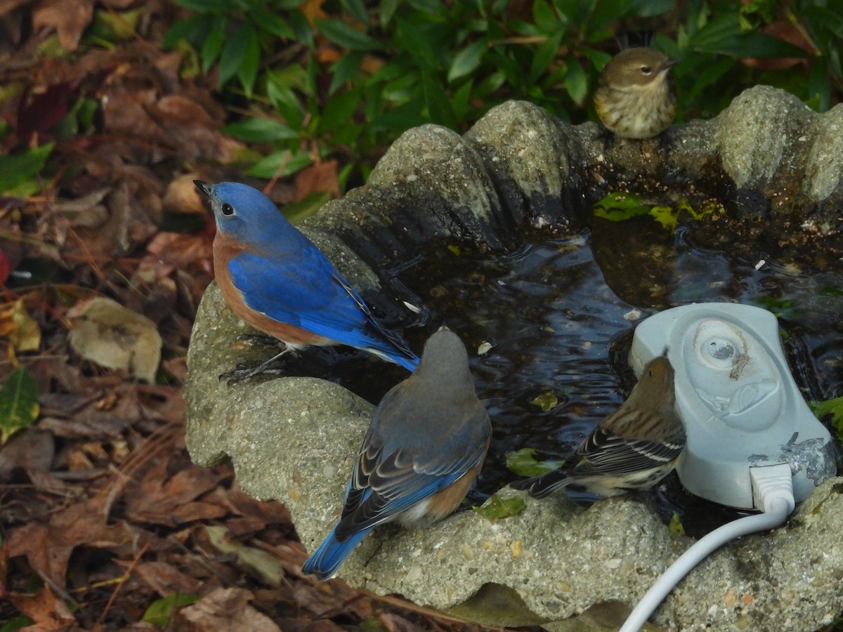 østblåfugl - ML646967407