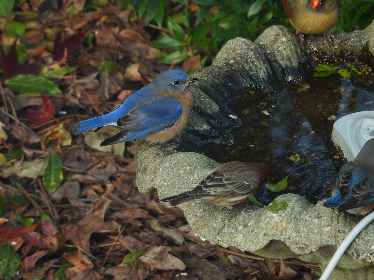 østblåfugl - ML646967408