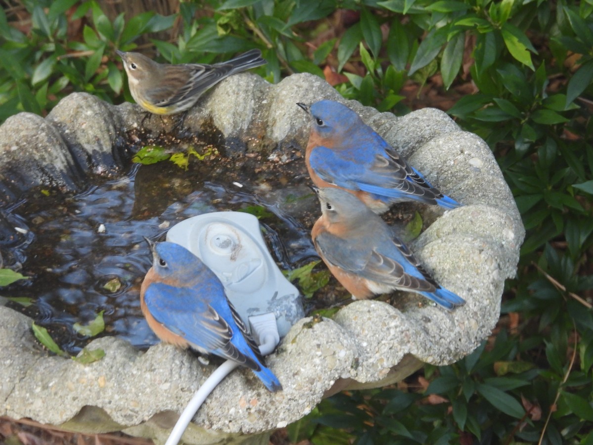 østblåfugl - ML646967409