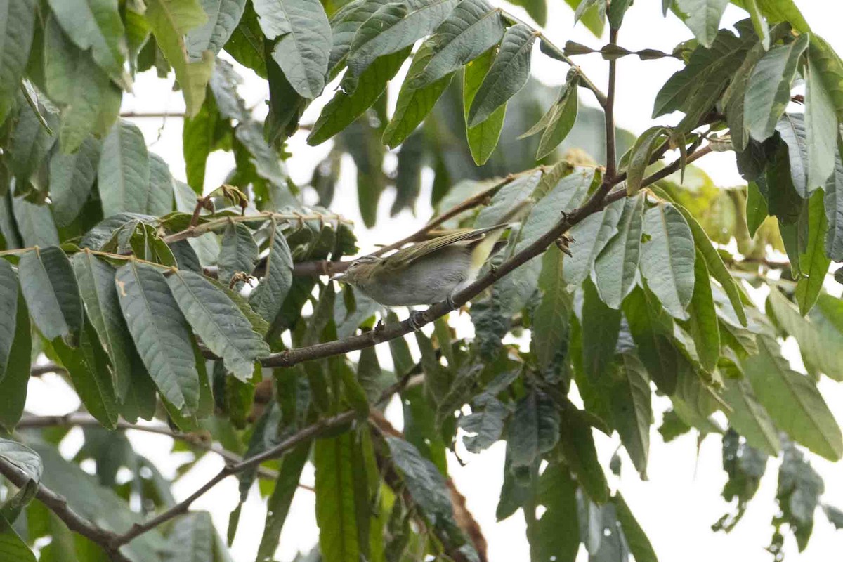 Chivi Vireo - ML646967410