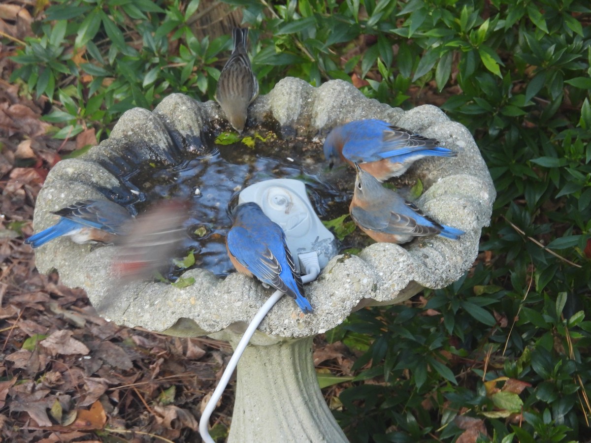 østblåfugl - ML646967411