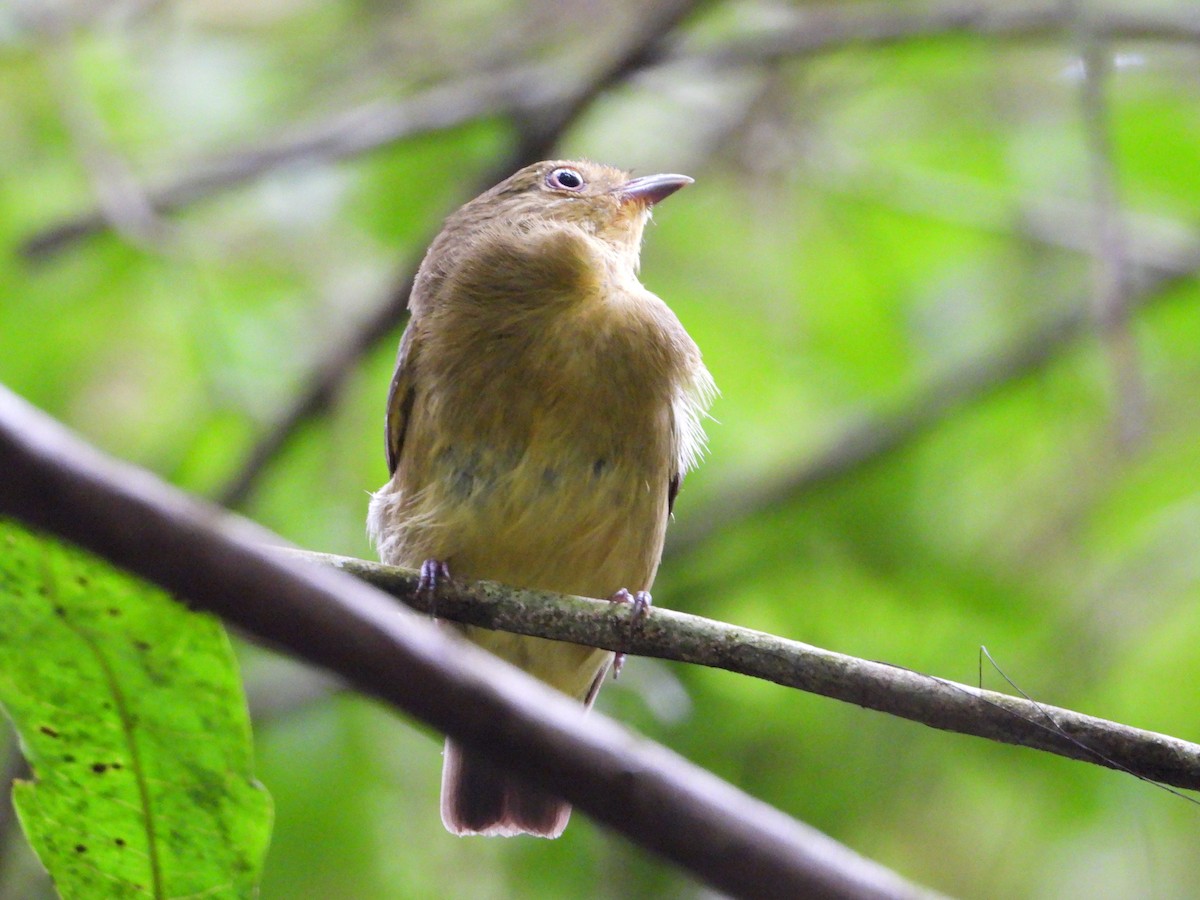 Band-tailed Manakin - ML646967418