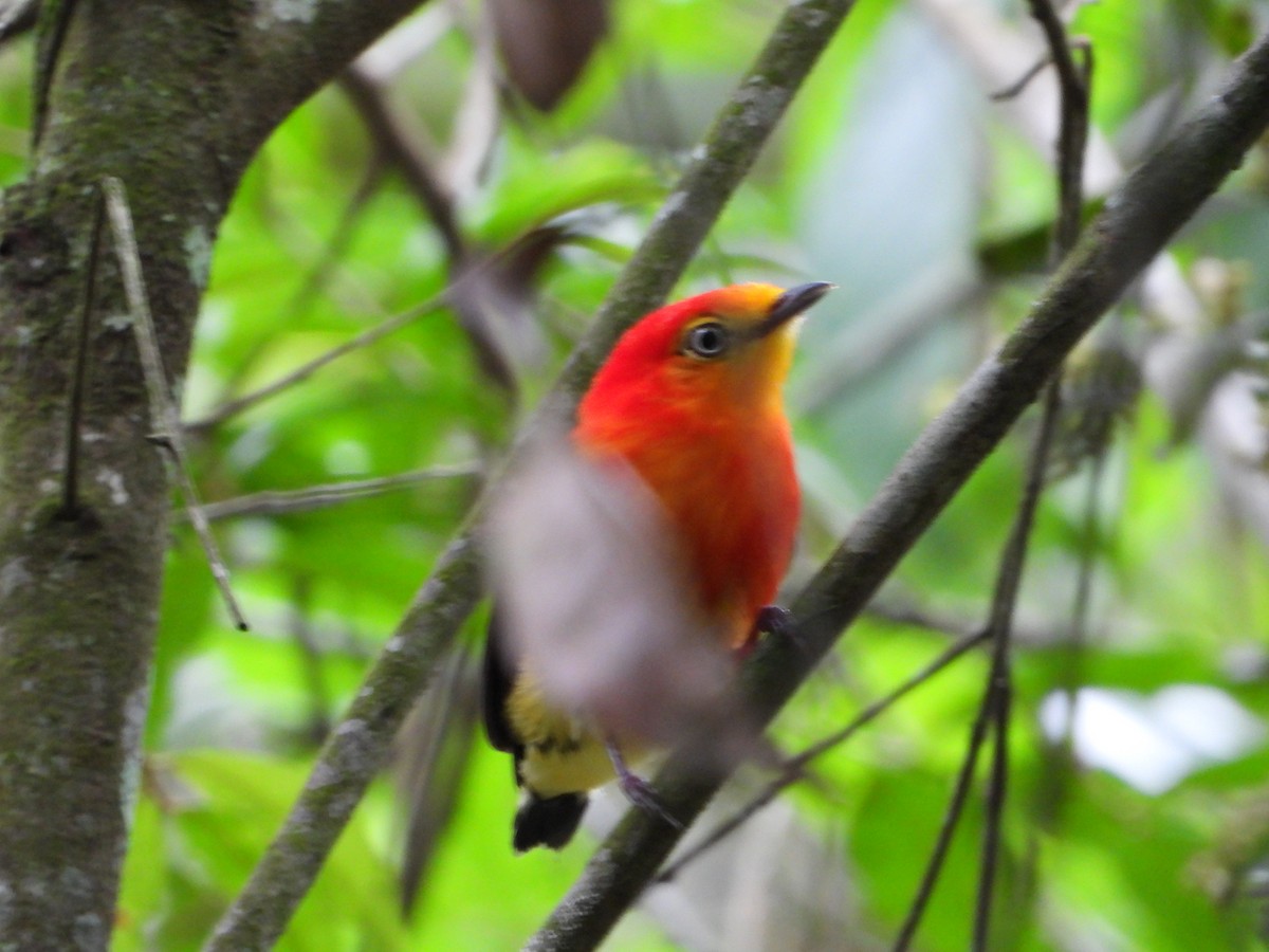 Band-tailed Manakin - ML646967419