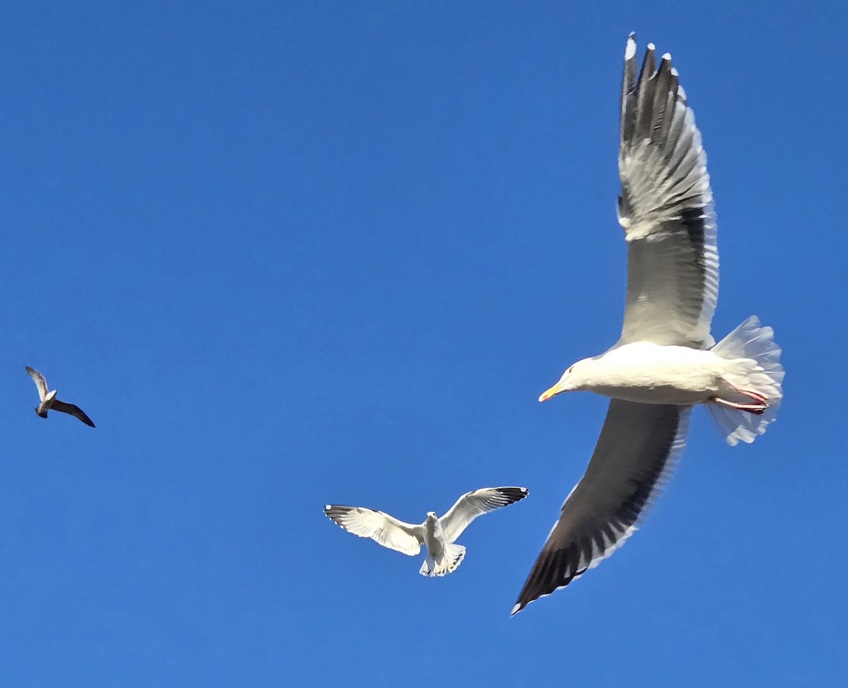 Western Gull - ML646967420