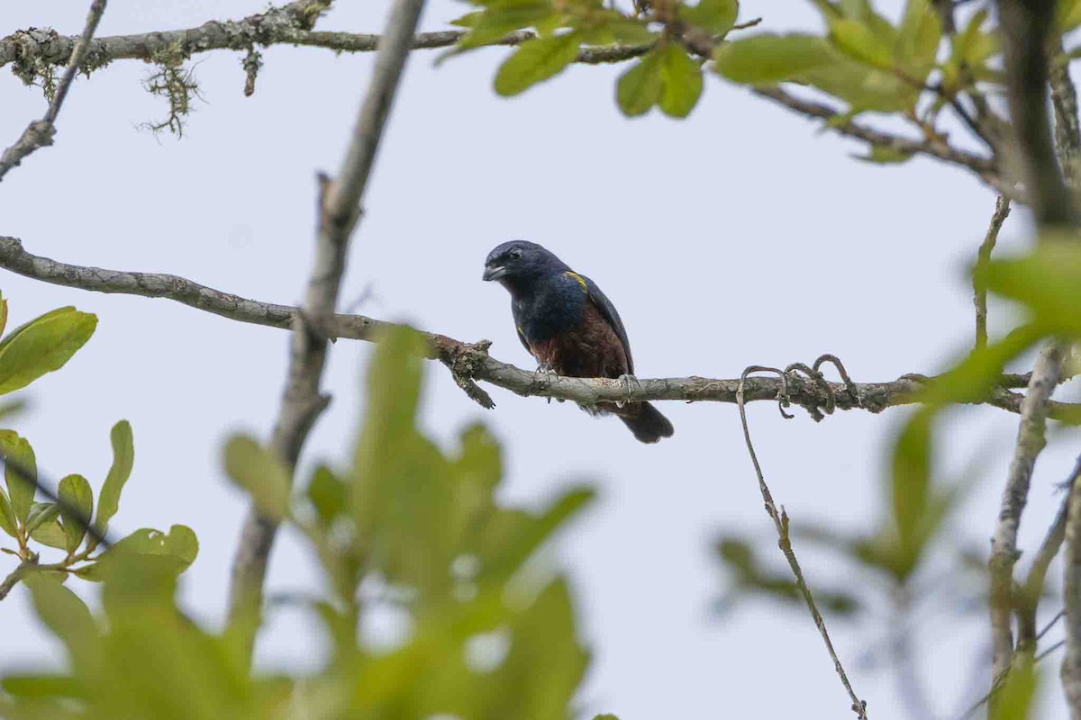 Chestnut-bellied Euphonia - ML646967422