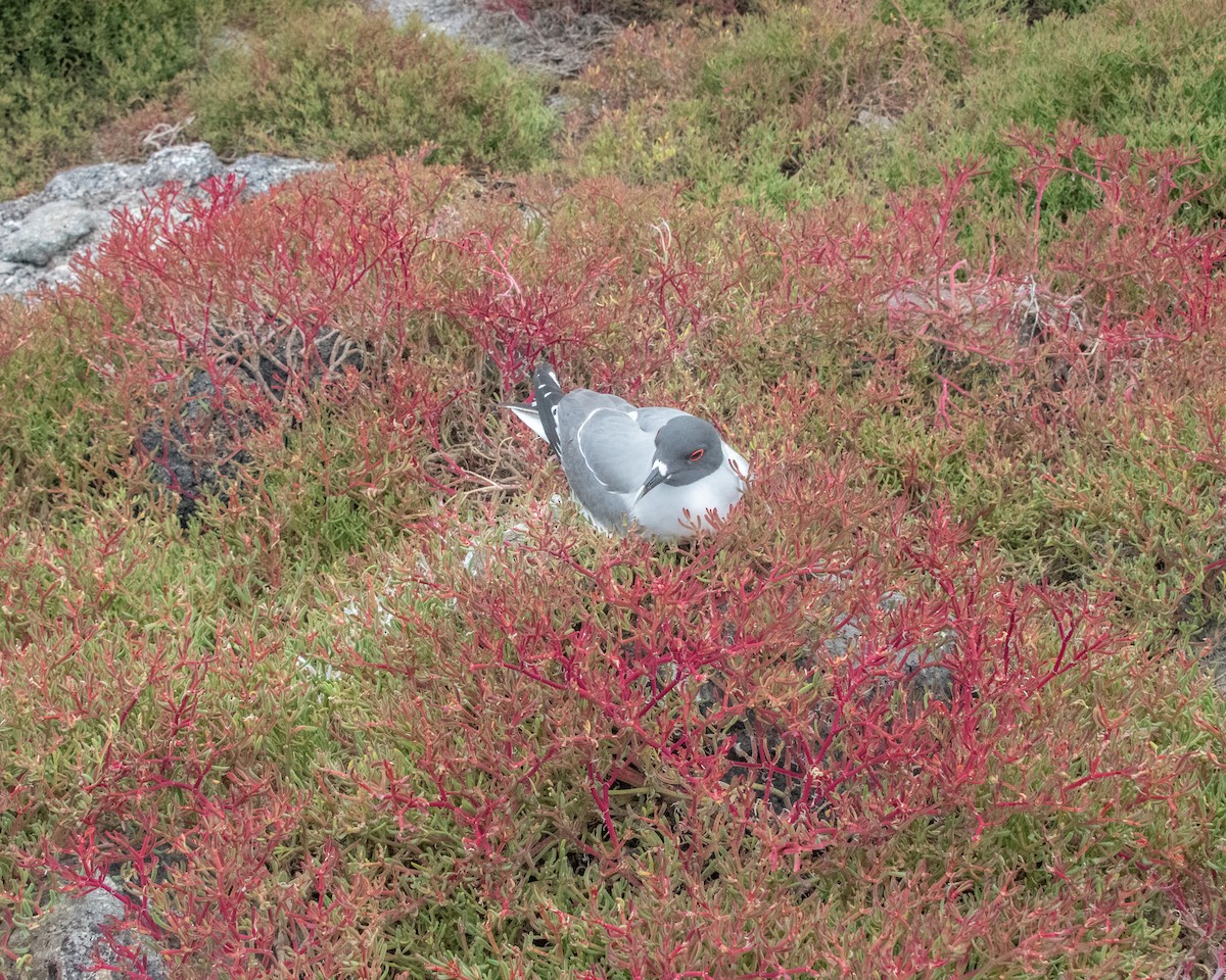 アカメカモメ - ML646967423