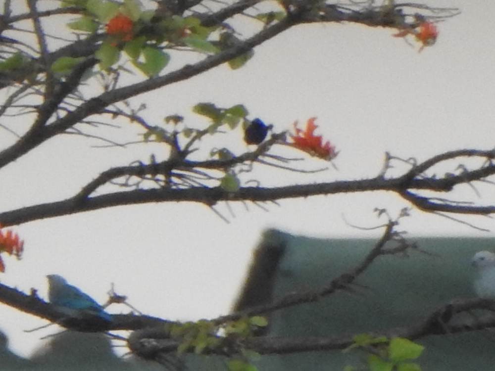 Purple Honeycreeper - ML646967424