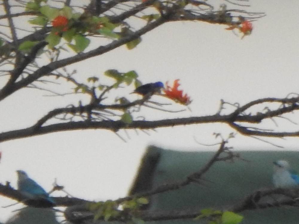 Purple Honeycreeper - ML646967425