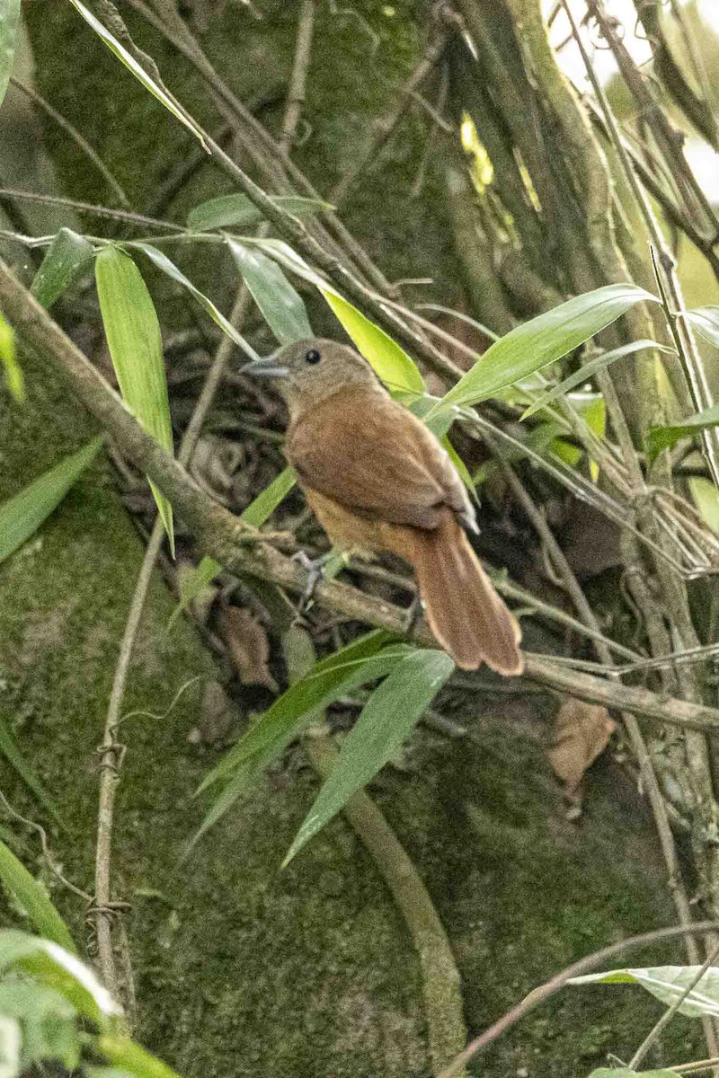 Ruby-crowned Tanager - ML646967426