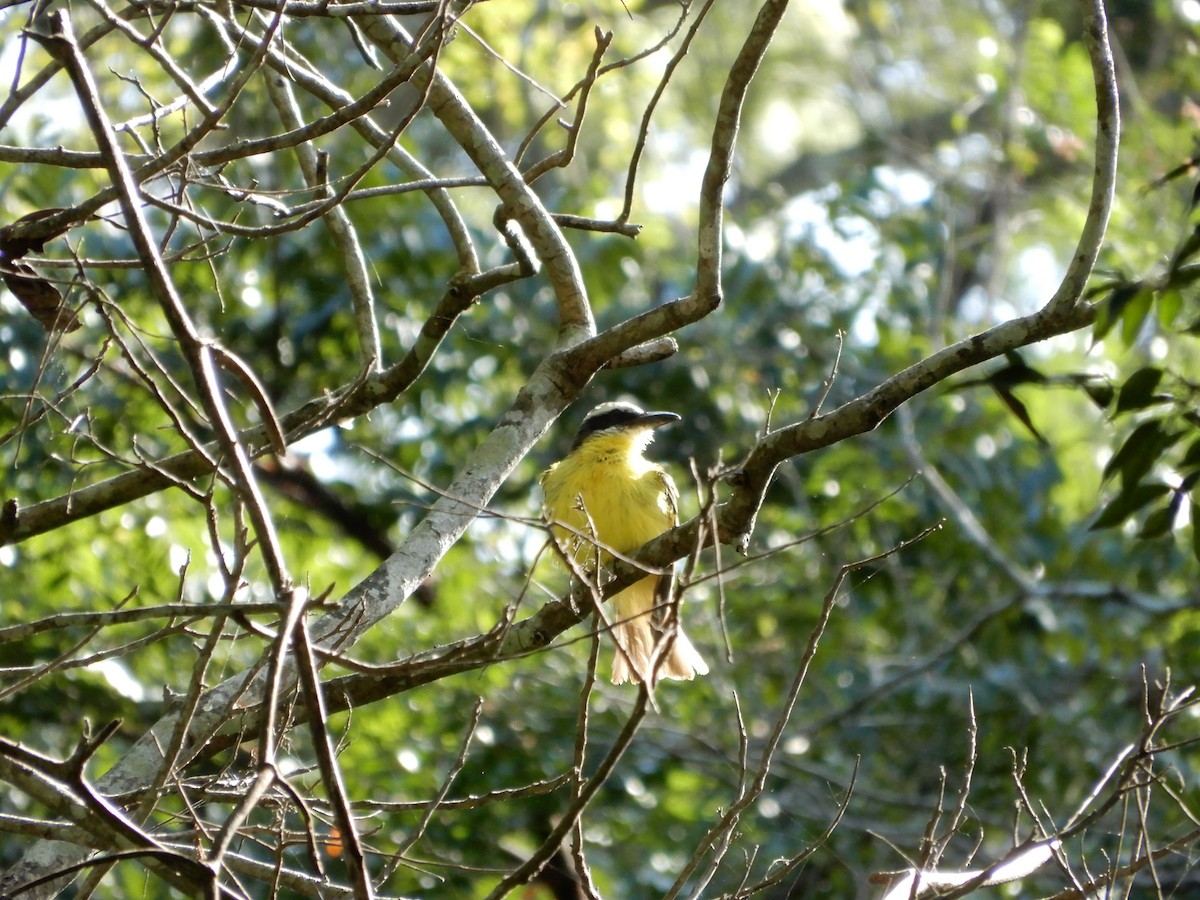 Boat-billed Flycatcher - ML646967427