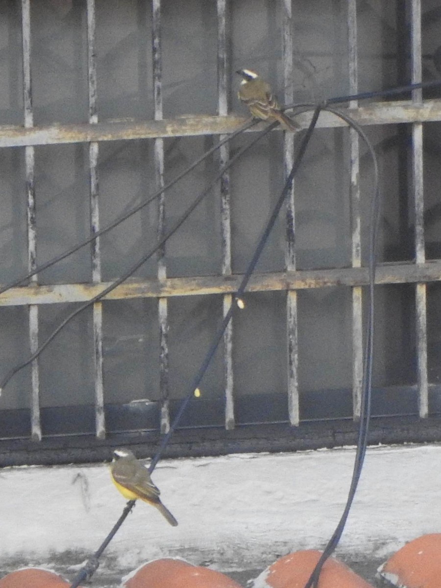 Social Flycatcher - ML646967428