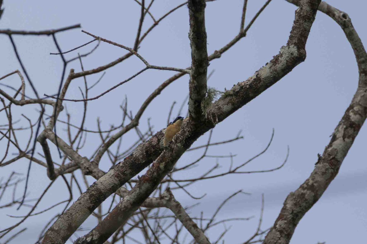 Fawn-breasted Tanager - ML646967429