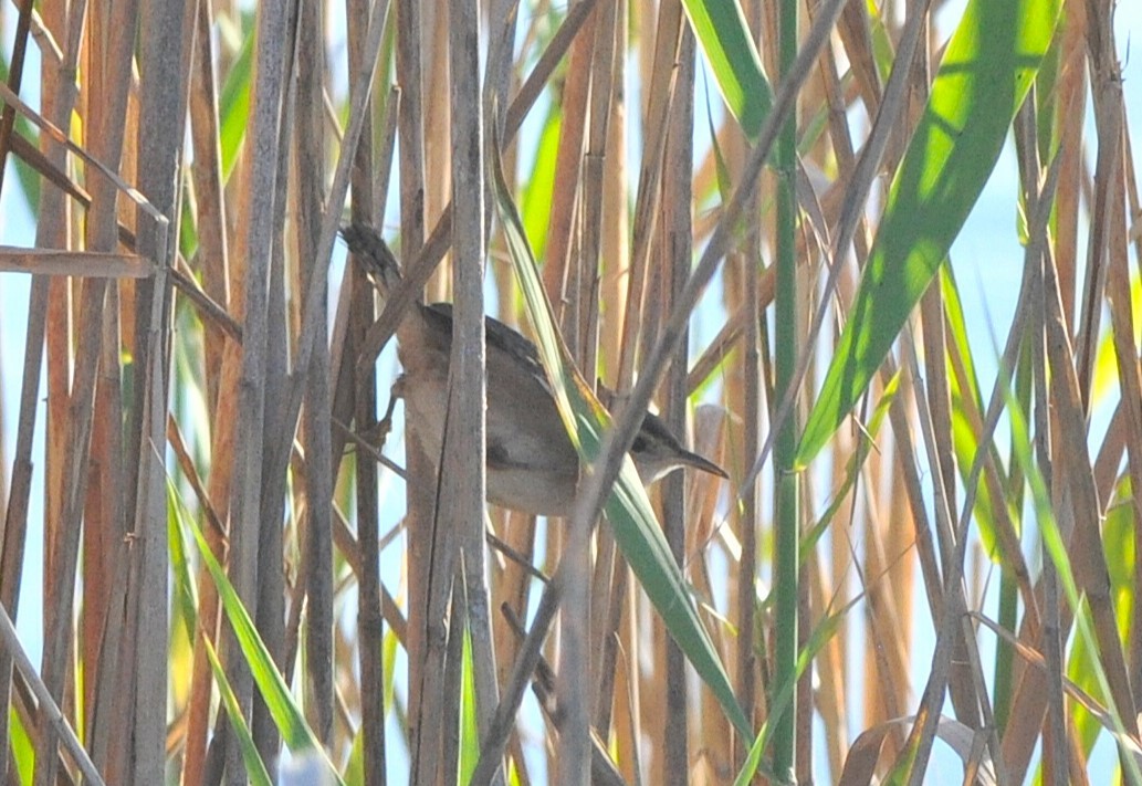 Овад болотяний - ML646967430