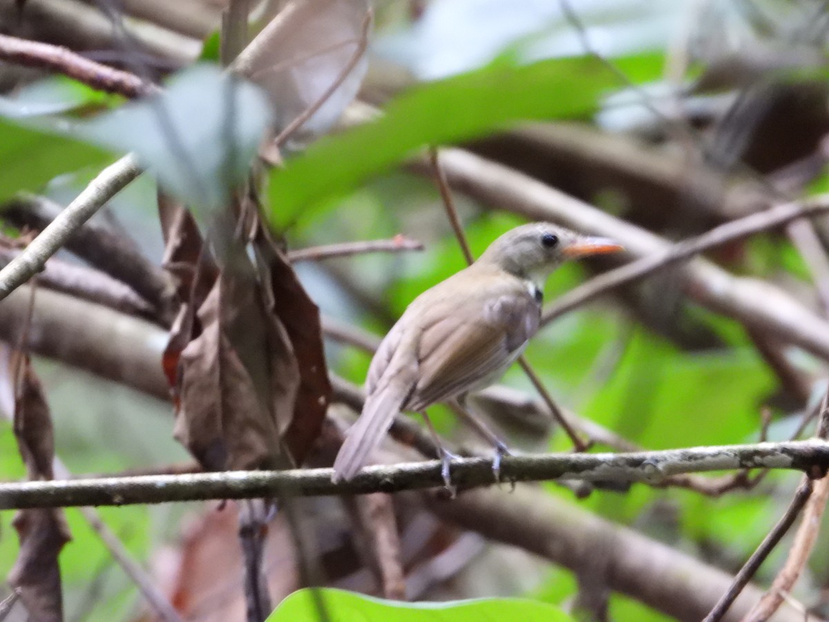 Southern Antpipit - ML646967432