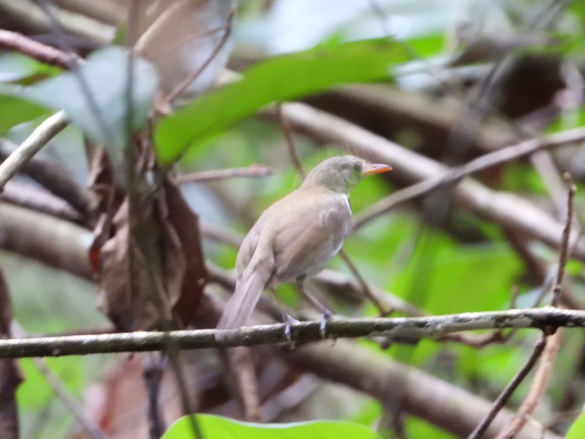 Southern Antpipit - ML646967433