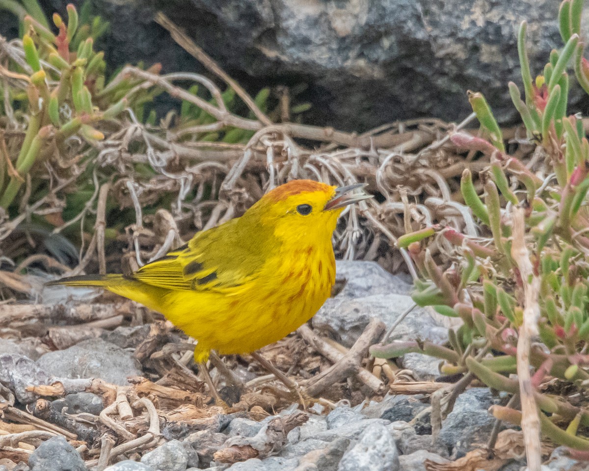 Mangrove Yellow Warbler (Galapagos) - ML646967435