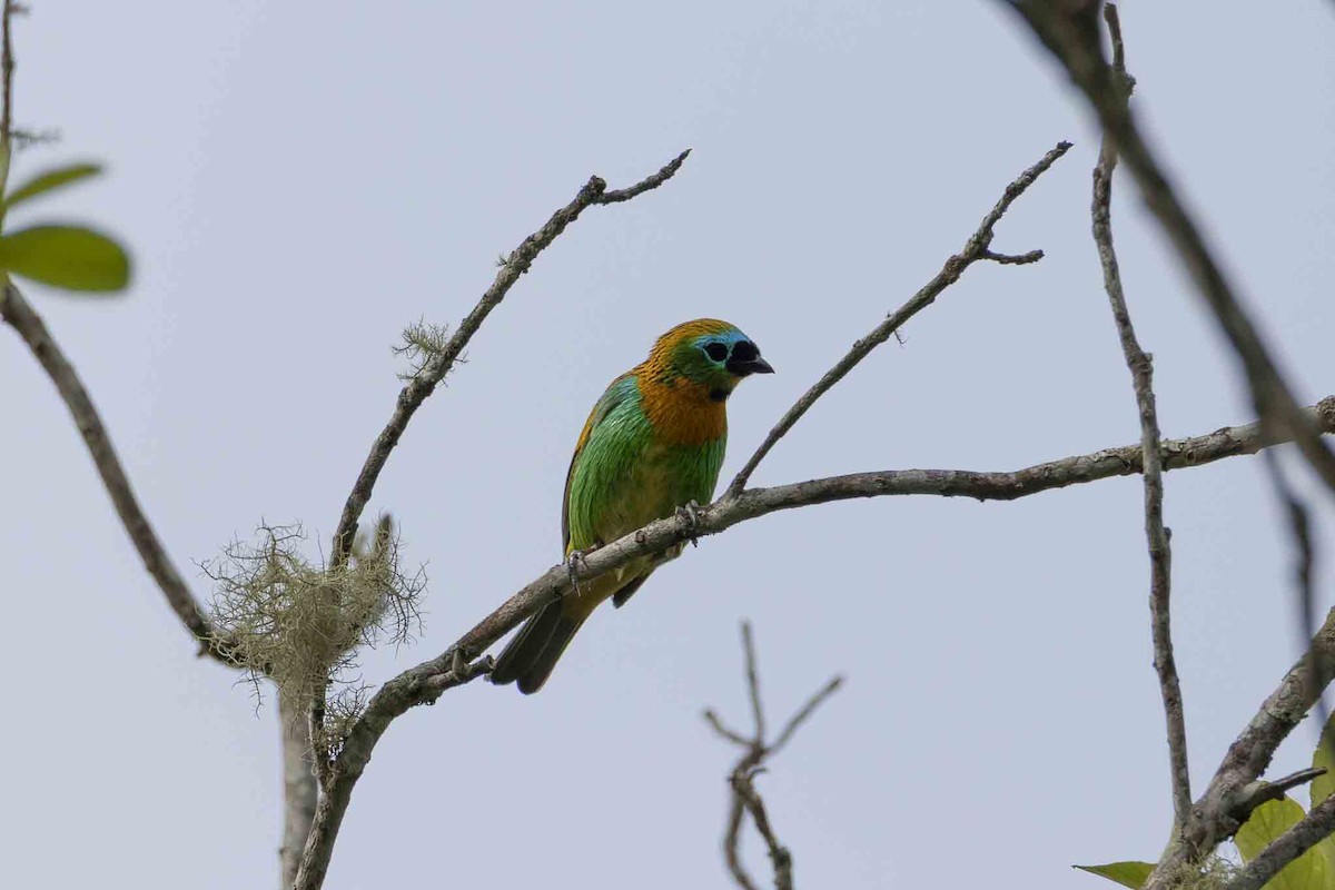 Brassy-breasted Tanager - ML646967438