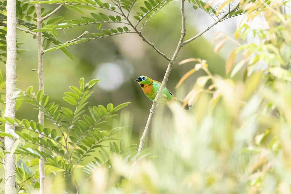 Brassy-breasted Tanager - ML646967439