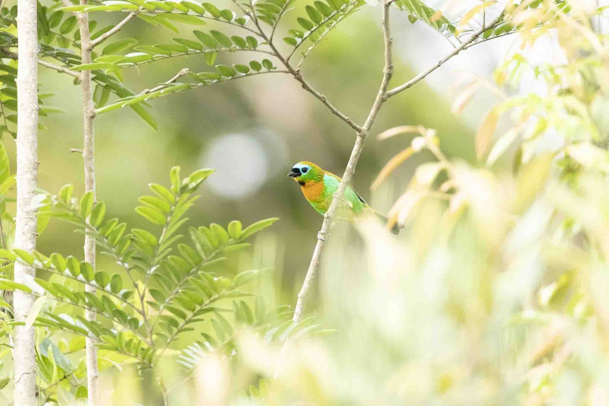 Brassy-breasted Tanager - ML646967440