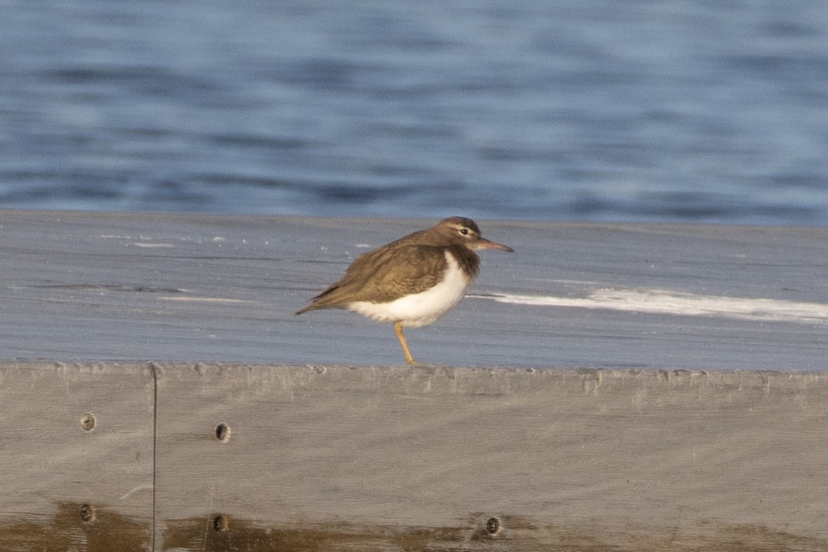 Spotted Sandpiper - ML646967442
