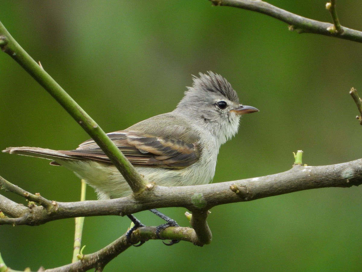 Southern Beardless-Tyrannulet - ML646967443