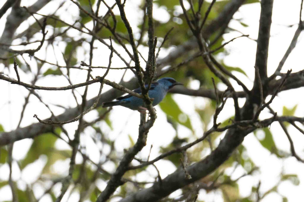 Blue Dacnis - ML646967445