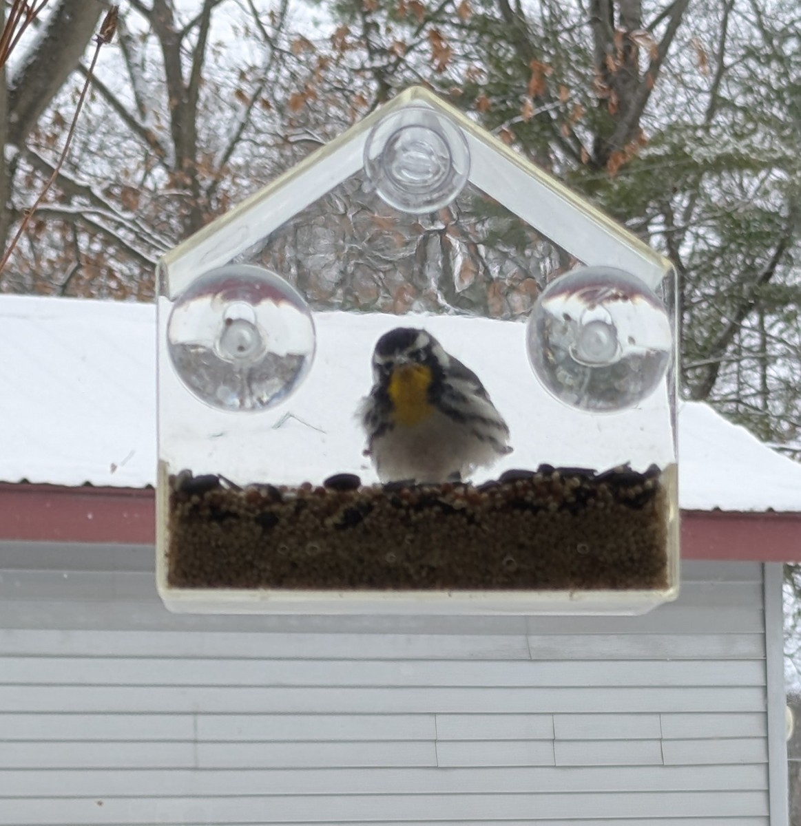 Yellow-throated Warbler - ML646967447