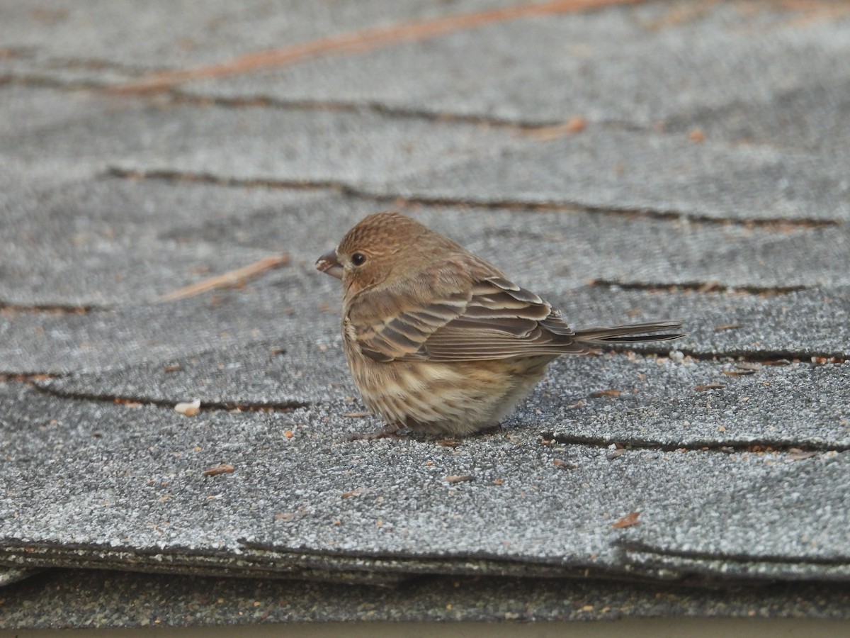 Hausgimpel - ML646967449