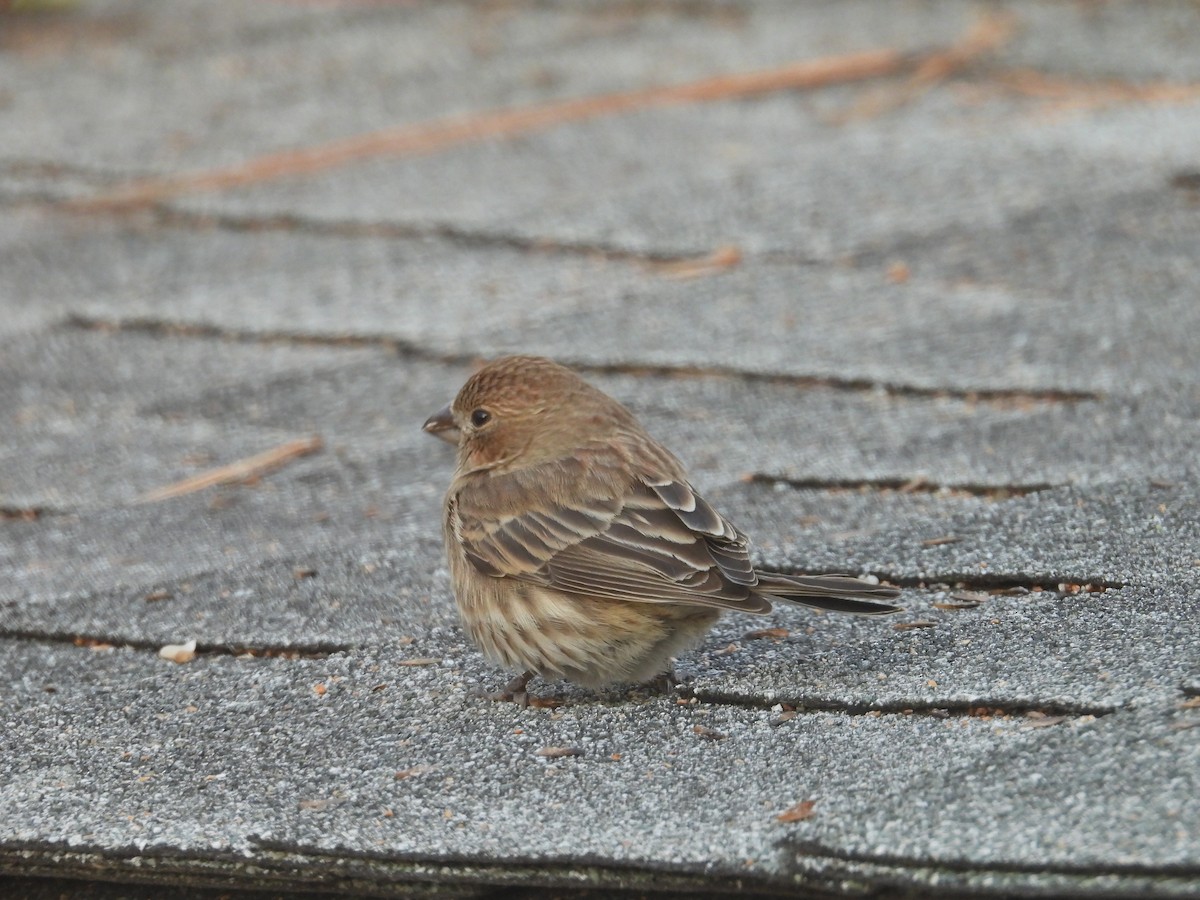 Hausgimpel - ML646967450