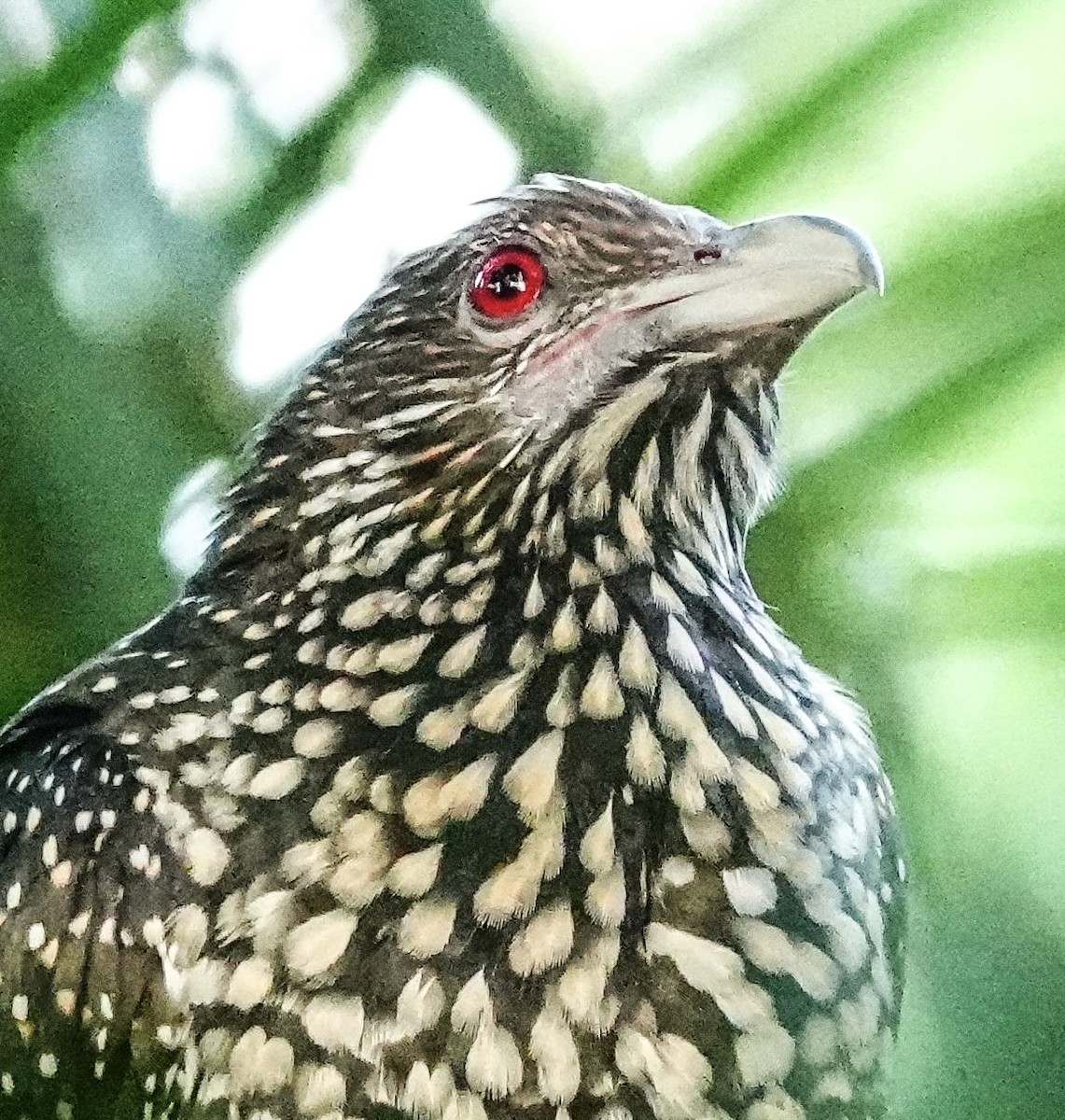 grønnebbkoel - ML646967451