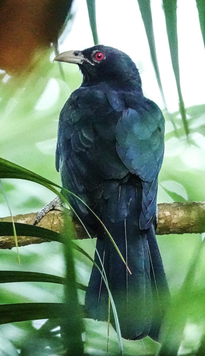 grønnebbkoel - ML646967452