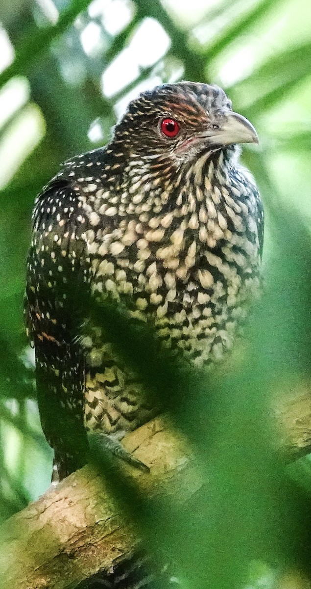 grønnebbkoel - ML646967453