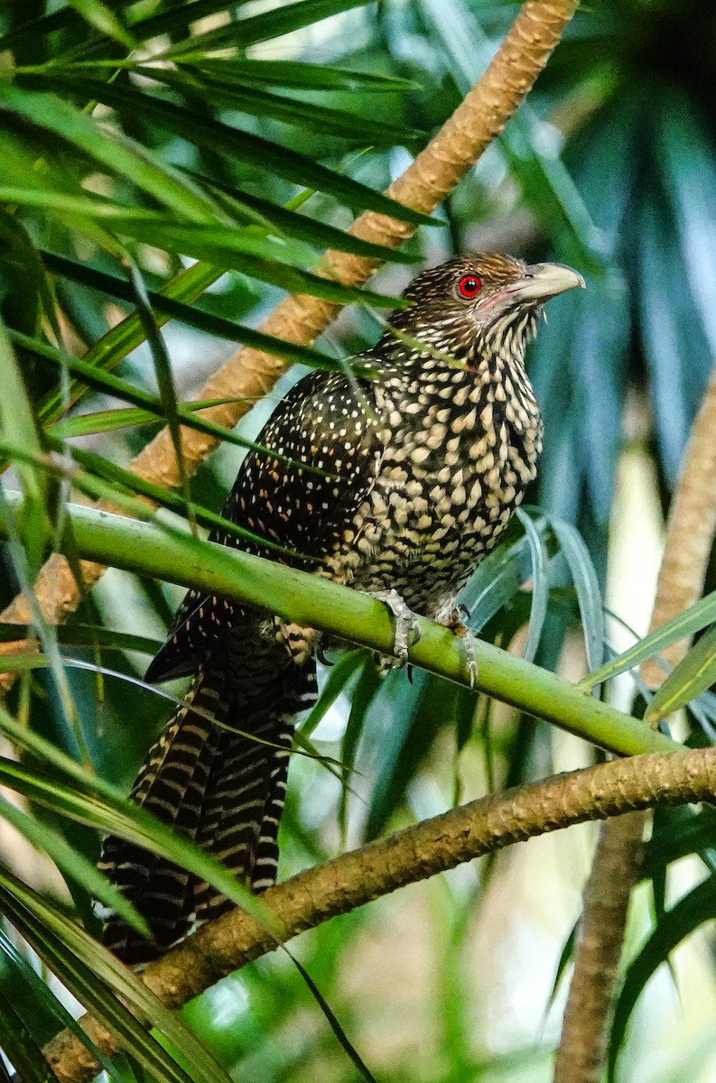 grønnebbkoel - ML646967454