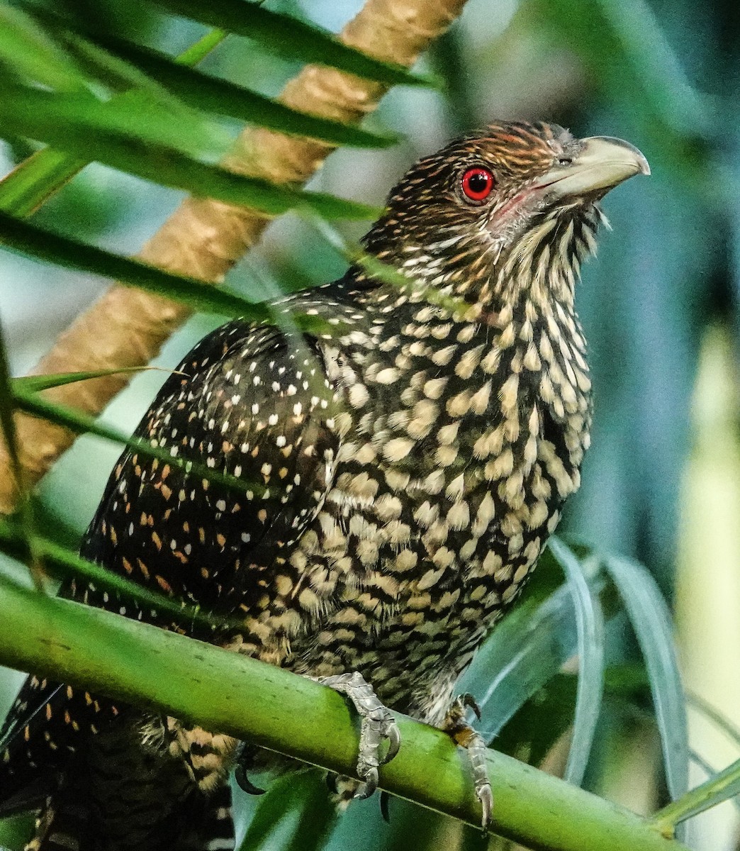 grønnebbkoel - ML646967455