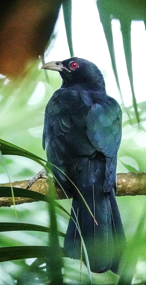 grønnebbkoel - ML646967456