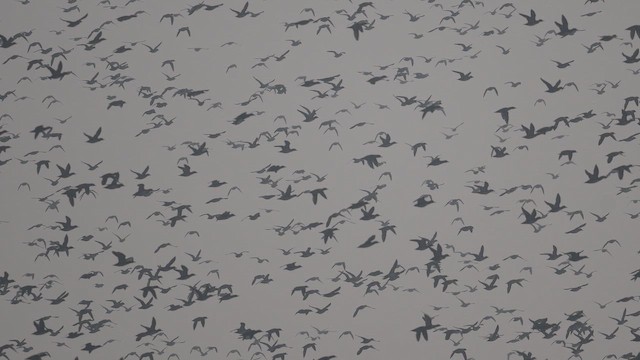 Чирянка-квоктун - ML646967457