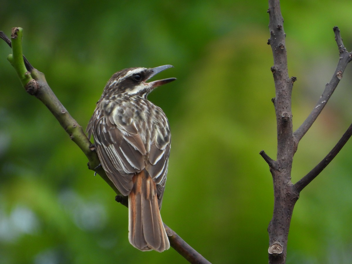 Streaked Flycatcher - ML646967460