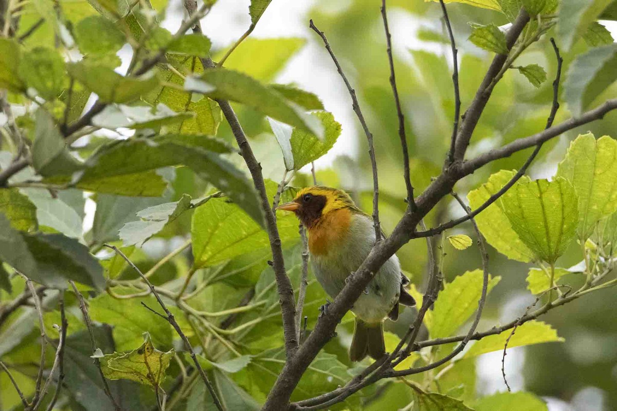 Guira Tanager - ML646967461