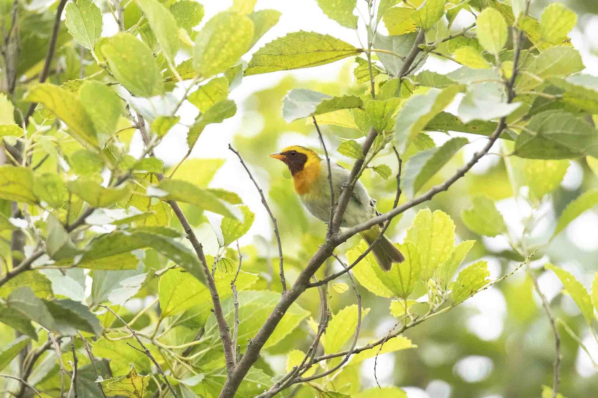 Guira Tanager - ML646967462