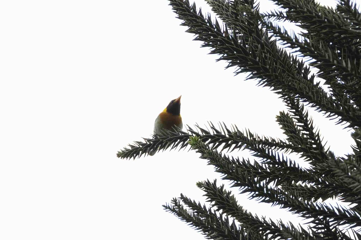 Guira Tanager - ML646967463