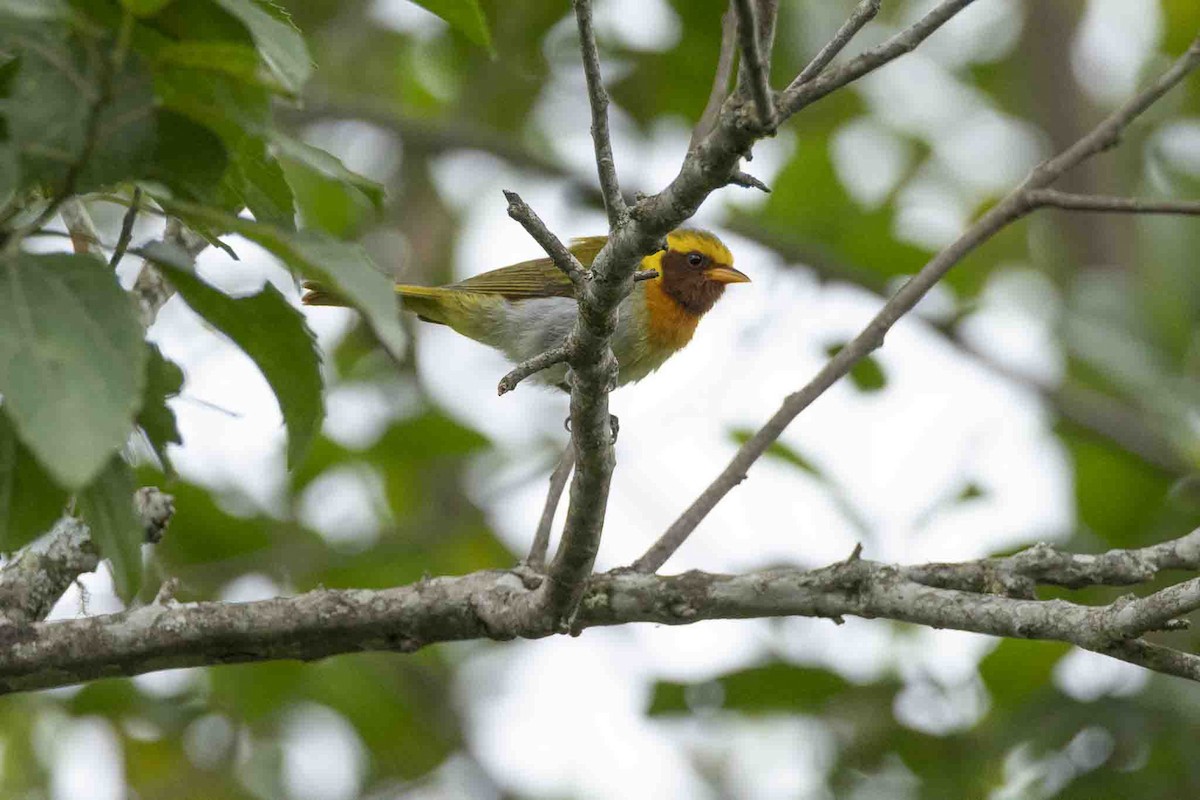 Guira Tanager - ML646967464