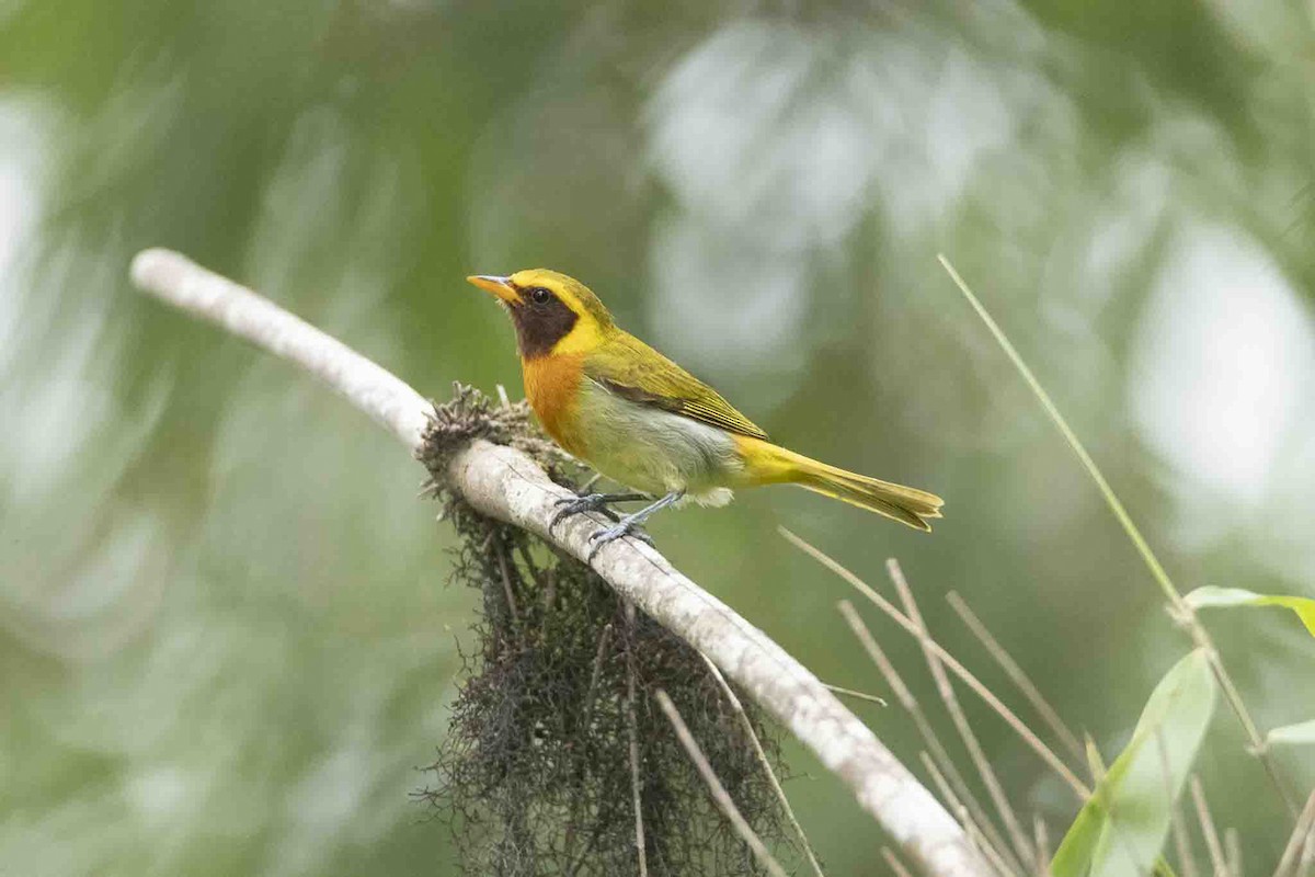 Guira Tanager - ML646967465