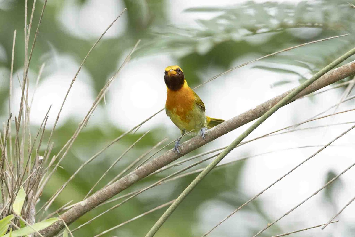 Guira Tanager - ML646967466