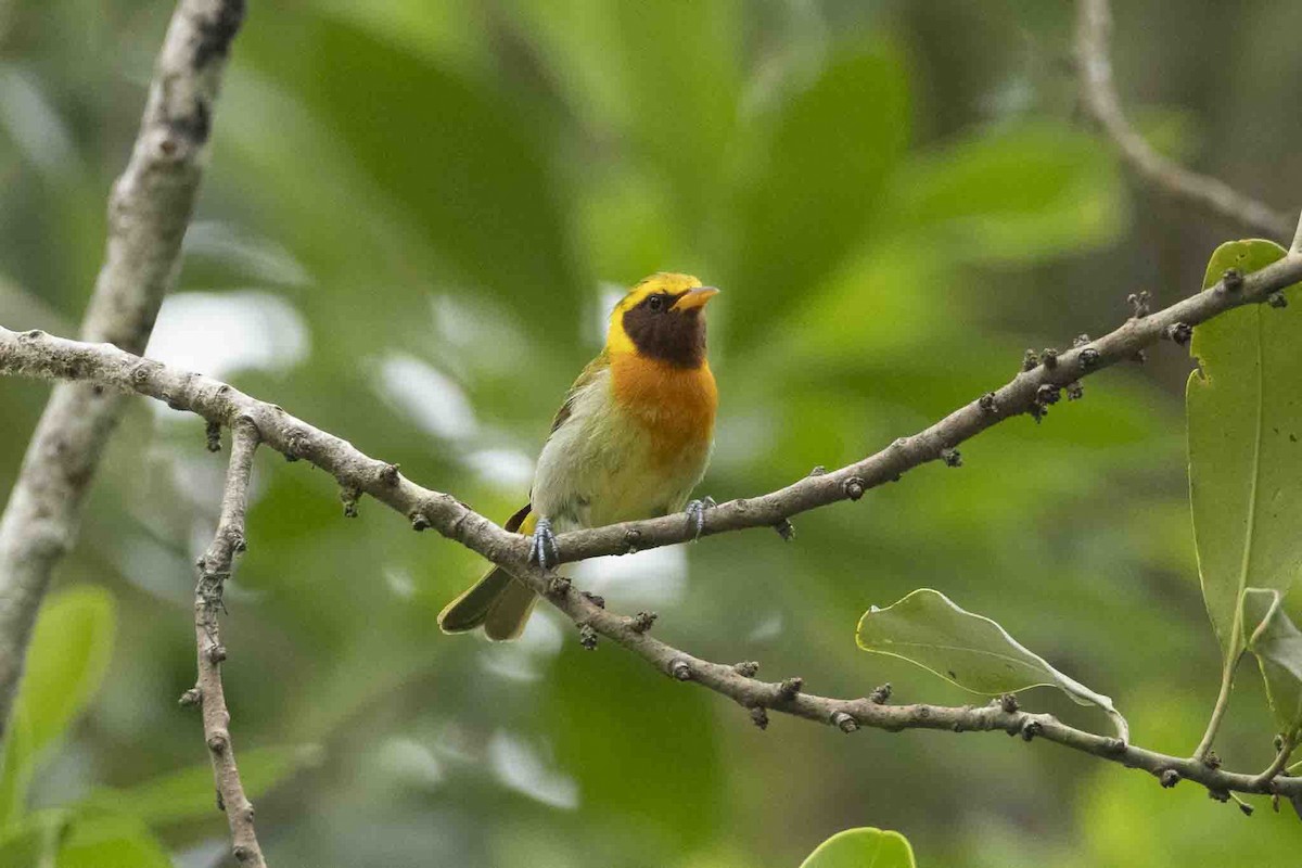 Guira Tanager - ML646967467