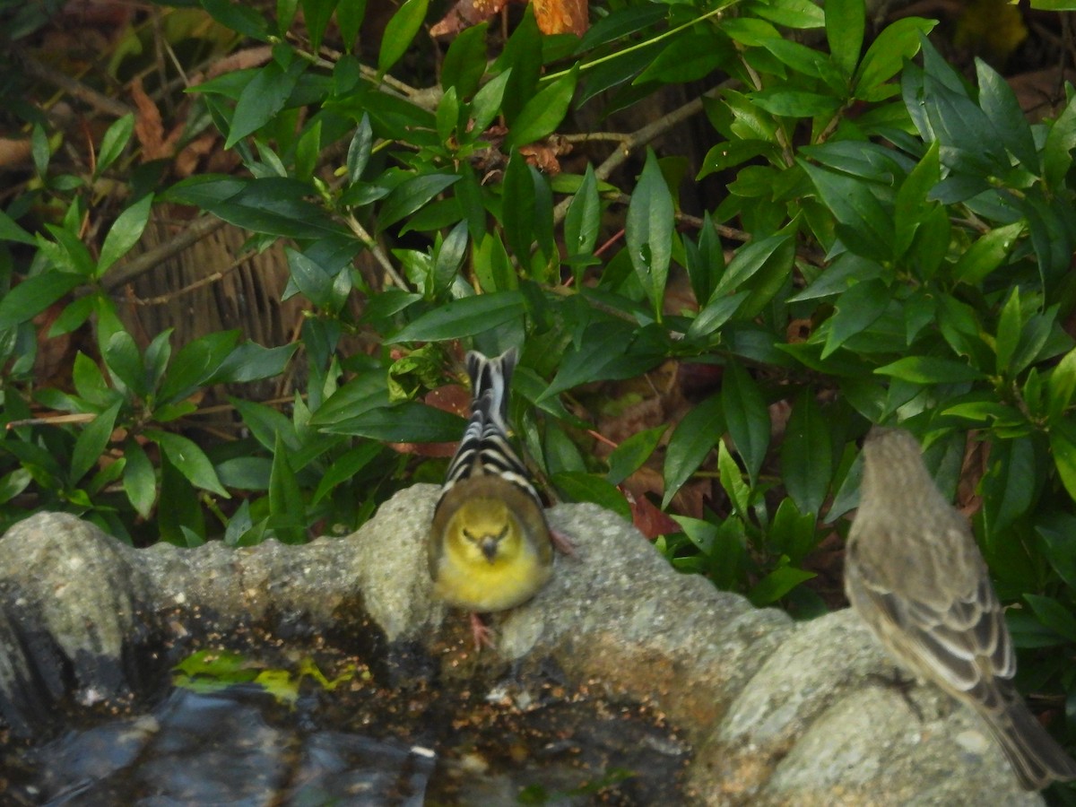 gulstillits - ML646967469