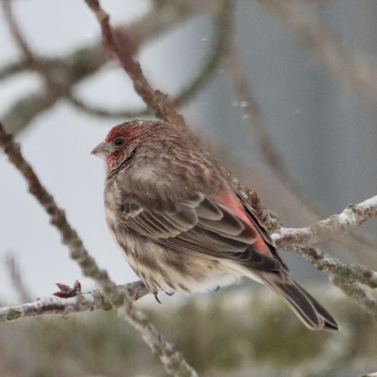 House Finch - ML646967470