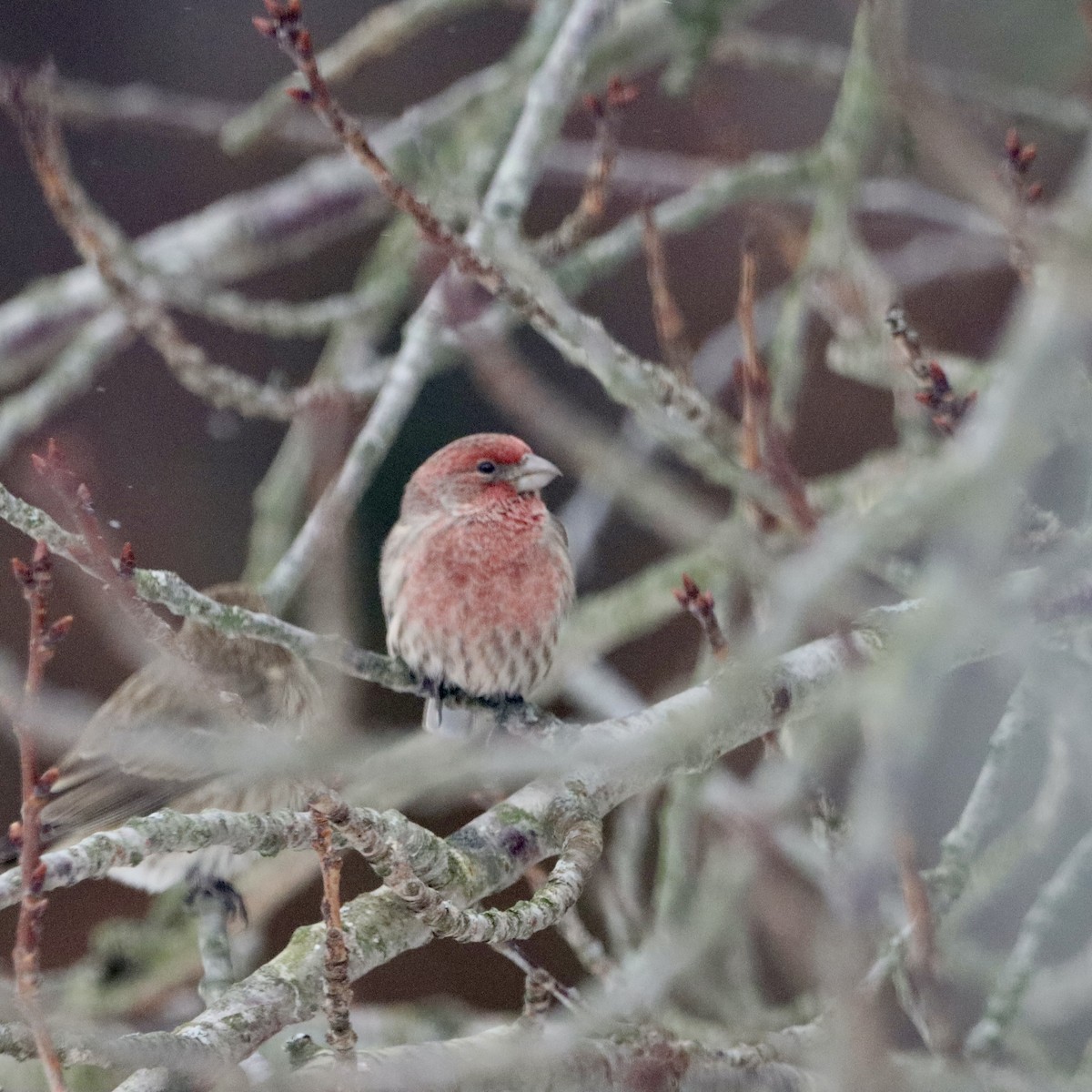 House Finch - ML646967471