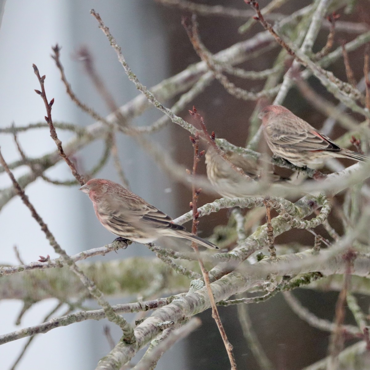House Finch - ML646967472